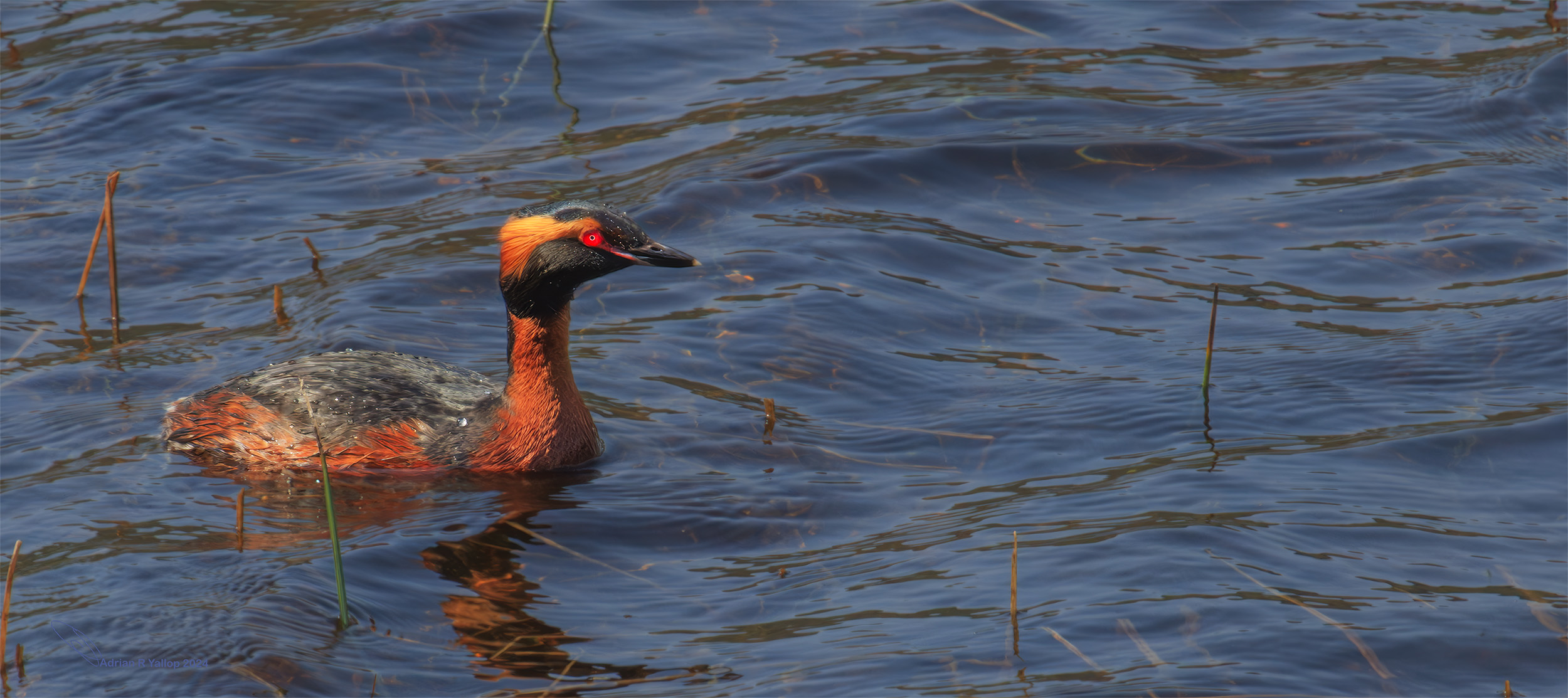 Podiceps auritus